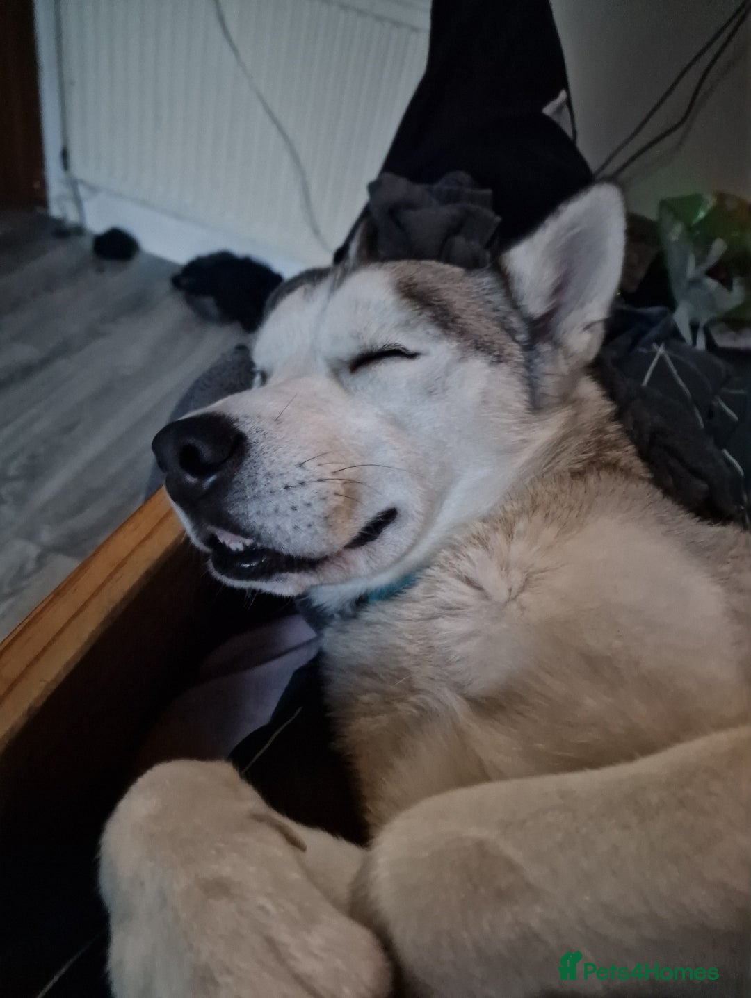 Siberian Husky dogs for sale: Circumstances Forces Sad Sale - Advert 5