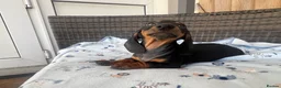 Dachshund dogs for sale: Dachshund  - Advert 15