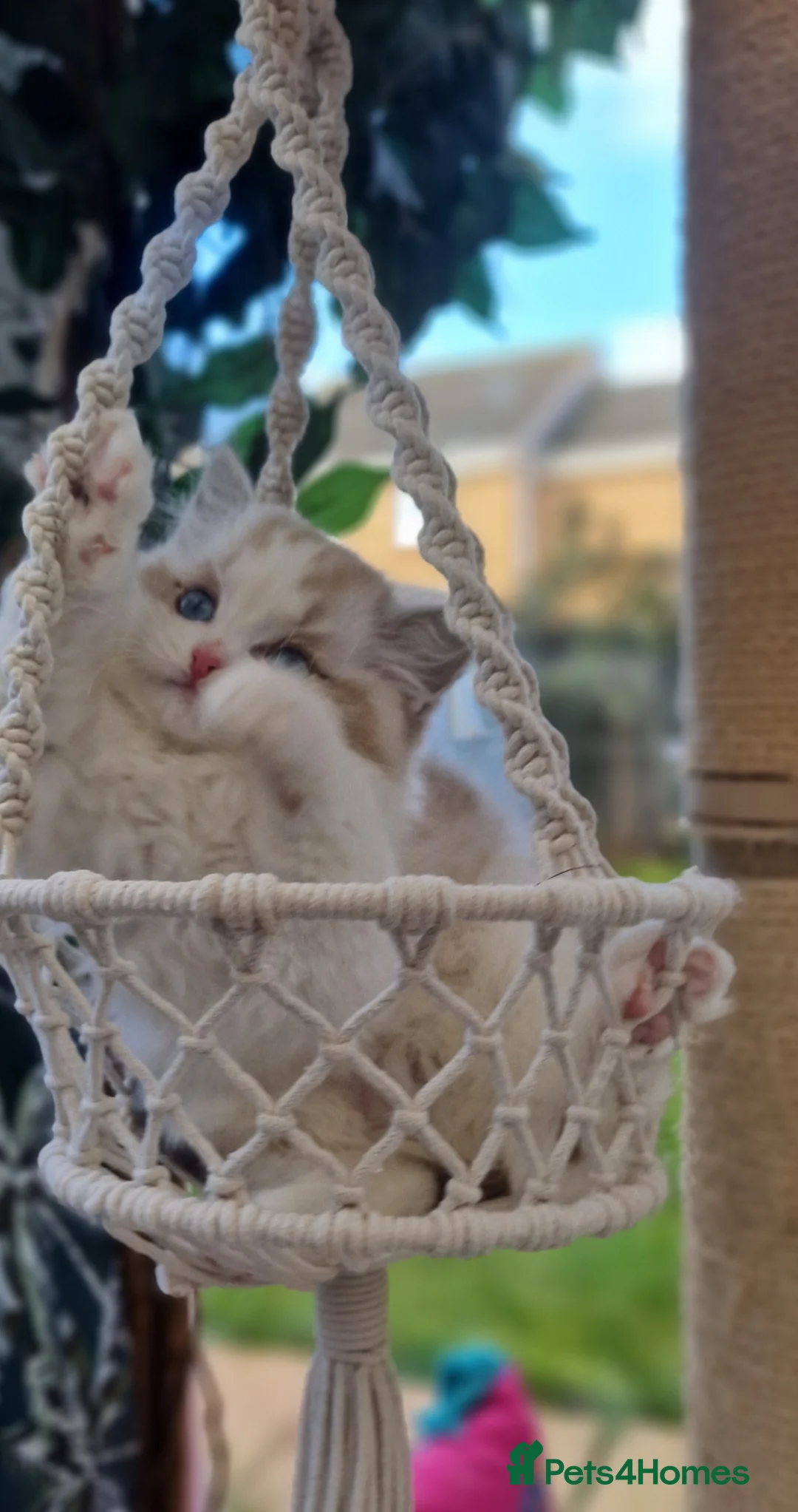 Ragdoll cats for sale: 🎀✨️Exclusive top quality kittens🎀 from🏆lines✨️ - Advert 36