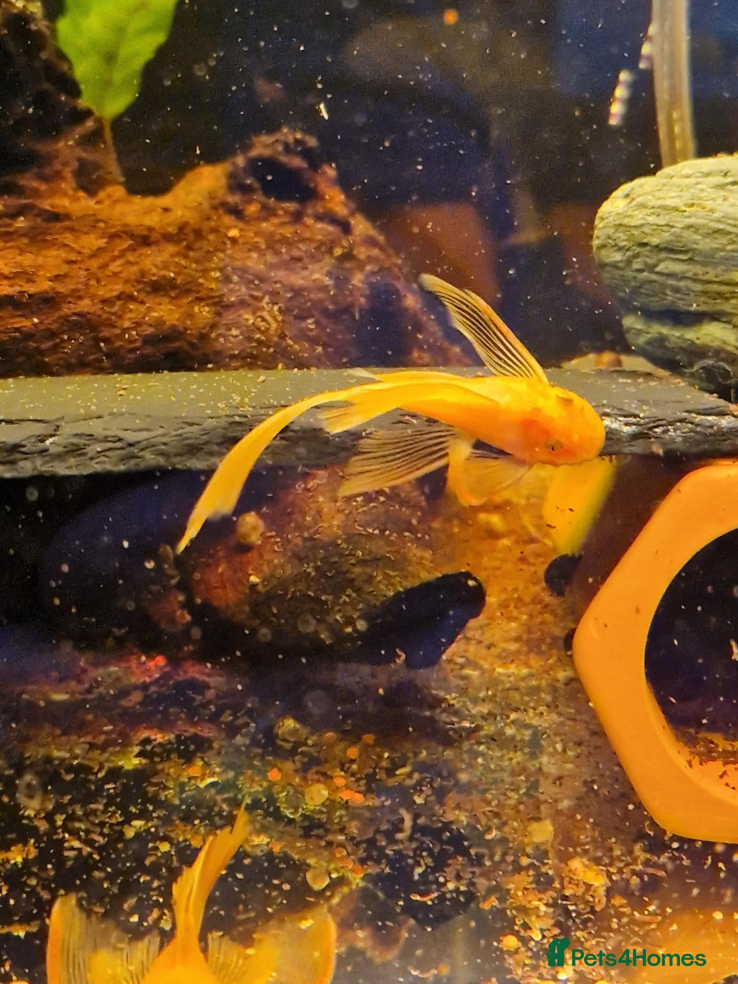 Plecos fish Longfin Supered Bristlenose Plecos  - Advert 1