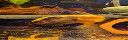 Plecos fish for sale: Longfin Supered Bristlenose Plecos  - Advert 1