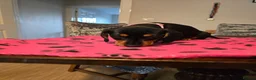Dachshund dogs for sale: Beautiful short hair dachshund puppies in Bournemouth - Advert 24