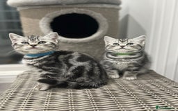 British Shorthair cats for sale: Beautiful registered British Shorthaired Kittens - Image 8