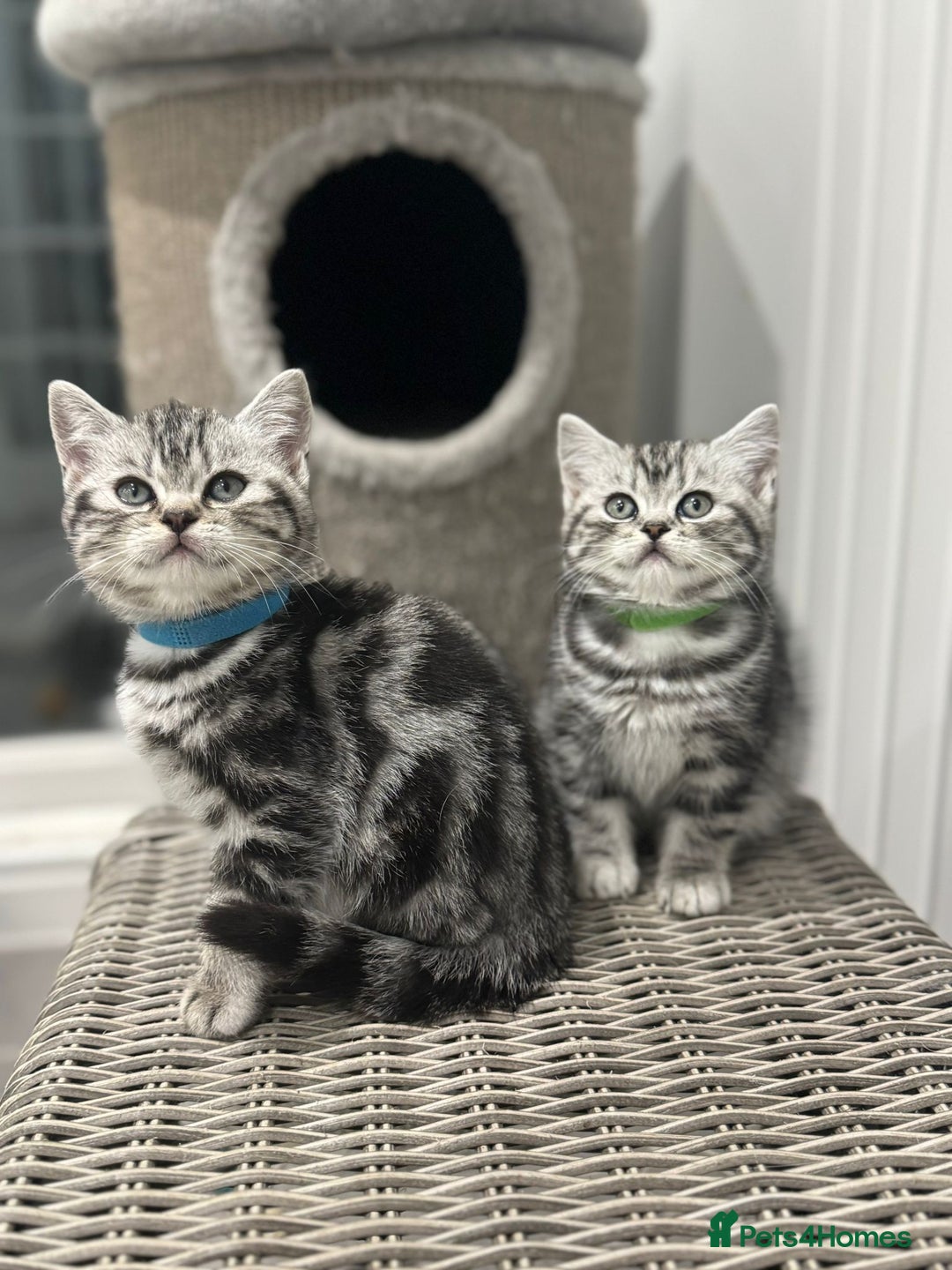 British Shorthair cats for sale: Beautiful registered British Shorthaired Kittens - Image 8