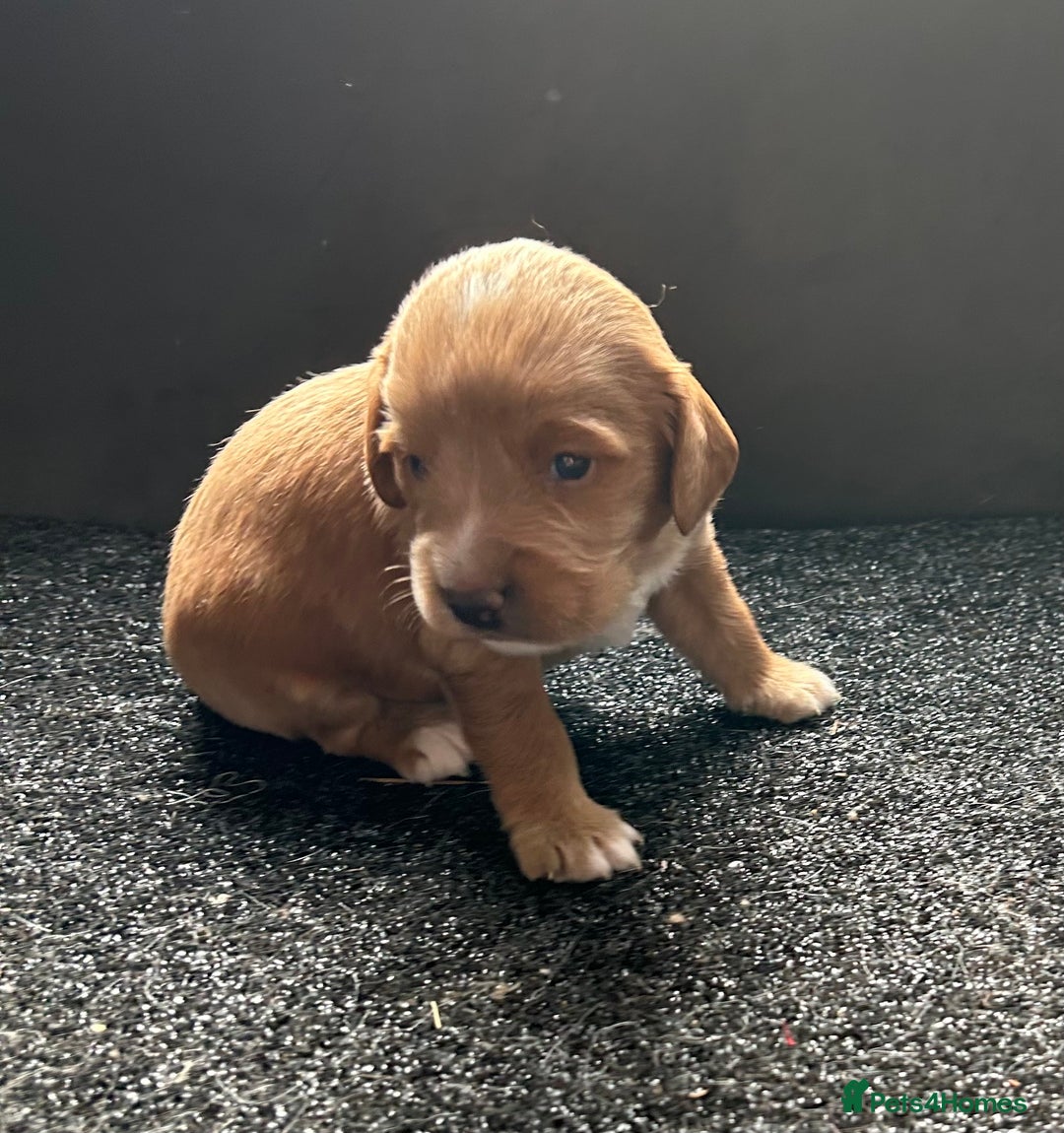 Cockapoo dogs for sale: Cockapoo puppies ginger/golden - Advert 19