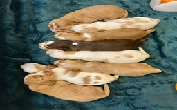 Cocker Spaniel dogs for sale: 4⭐️Licensed KC Reg English Show Cocker Spaniel - Image 27