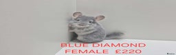 Chinchilla rodents for sale: STUNNING BABIES CHINCHILLA MIX COLOURS AND GENDER  - Advert 10