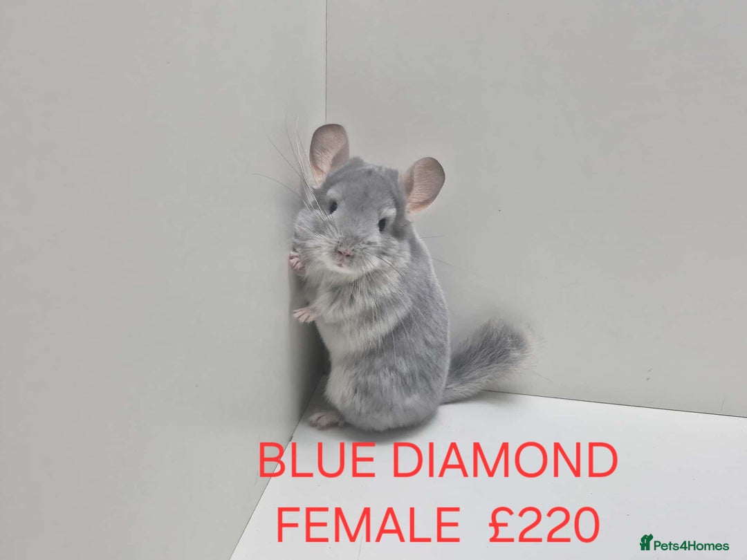 Chinchilla rodents for sale: STUNNING BABIES CHINCHILLA MIX COLOURS AND GENDER  - Advert 10