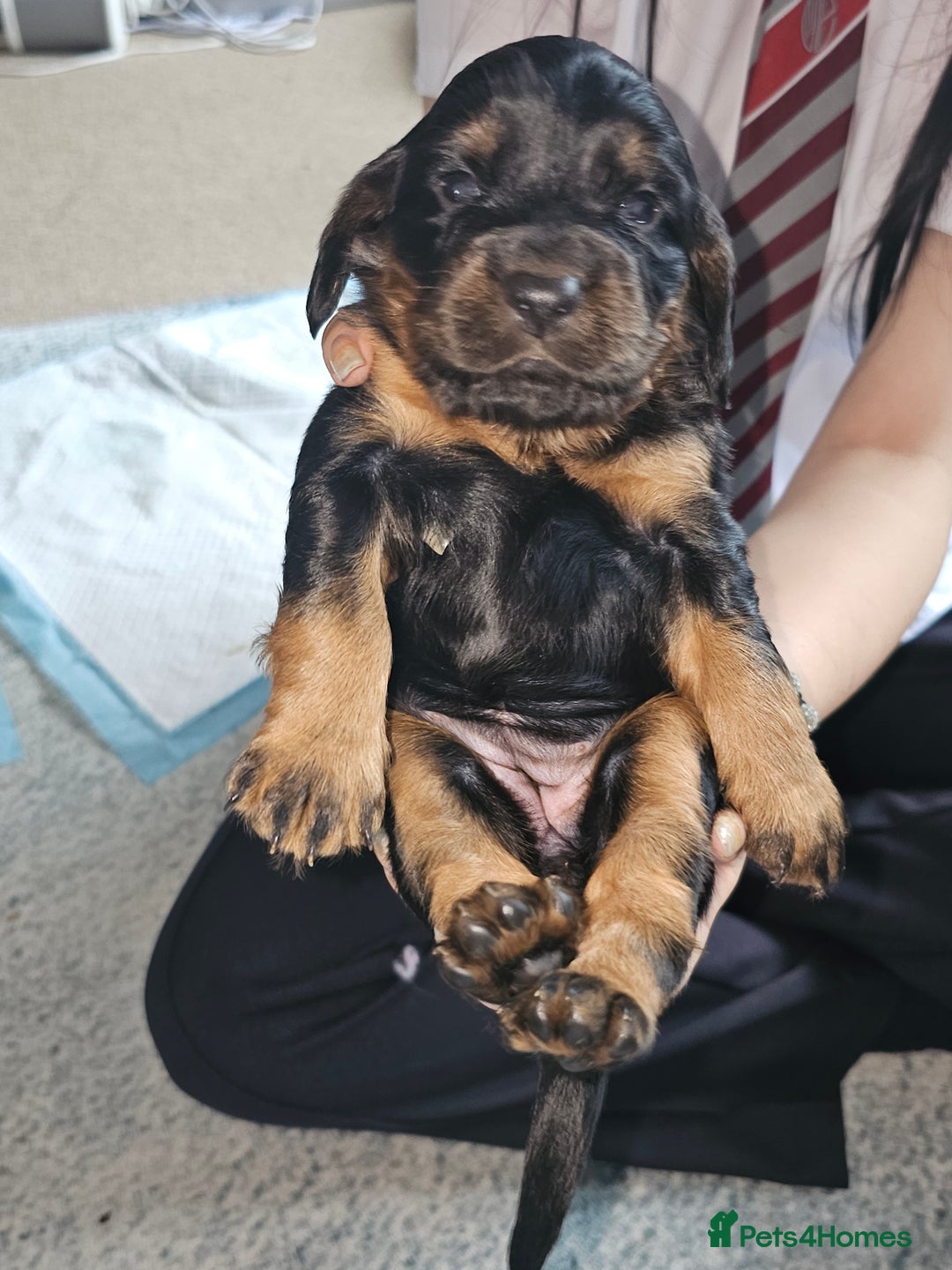 Sprocker dogs for sale: Three gorgeous girls for sale ❤️ - Image 15