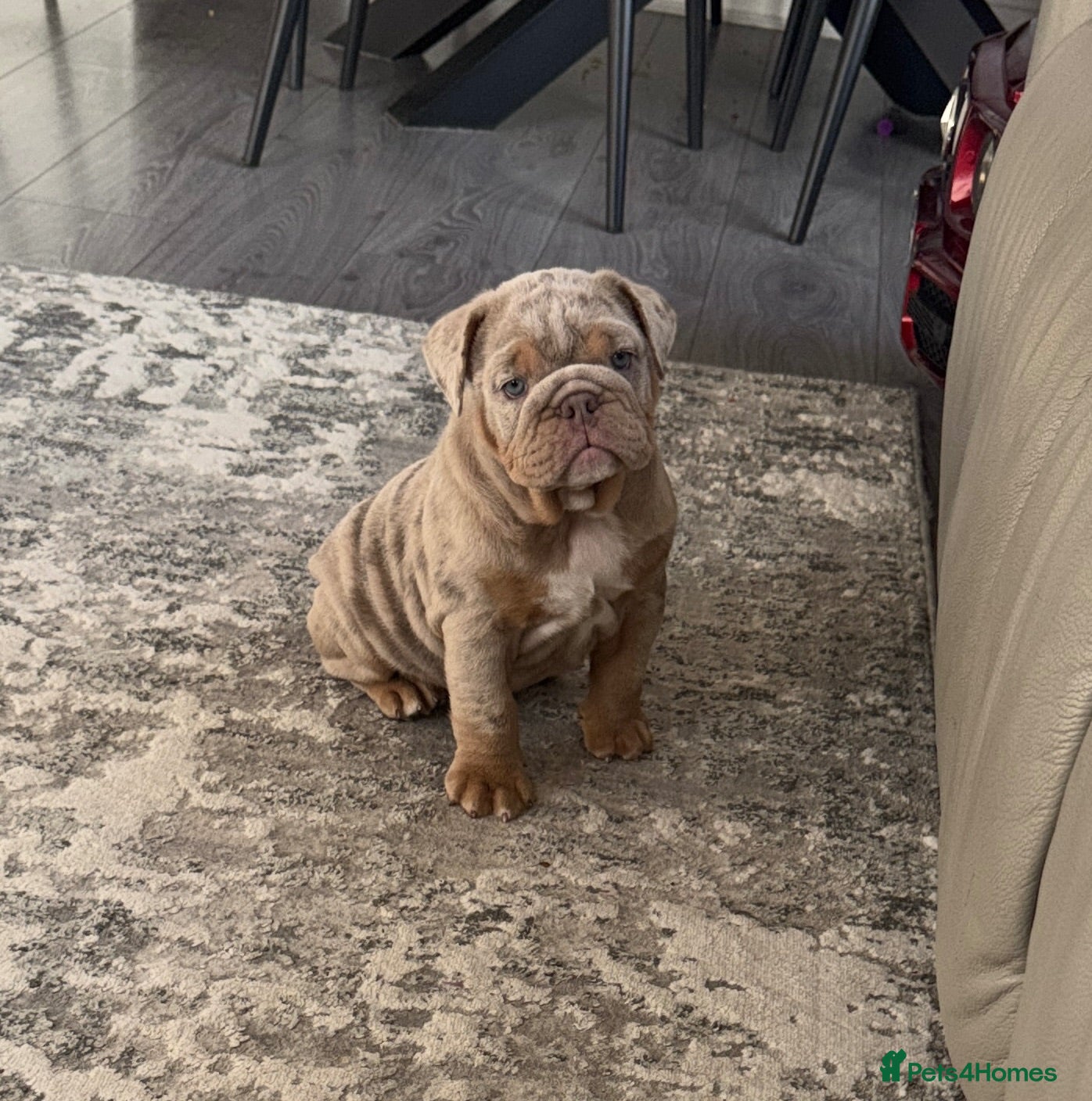 English Bulldog dogs 🤍Bulldog Lilac merle tri🤍 - Advert 11