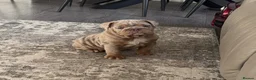 English Bulldog dogs for sale: 🤍Bulldog Lilac merle tri🤍 - Advert 1