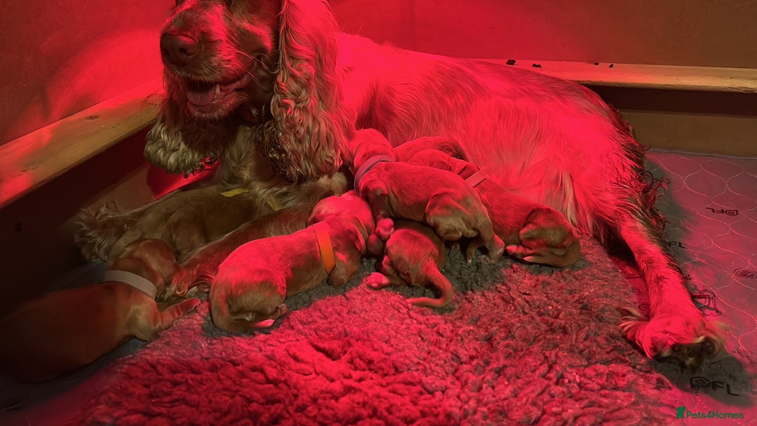 Cocker Spaniel dogs for sale: Stunning Show type Cocker Spaniels - Image 15