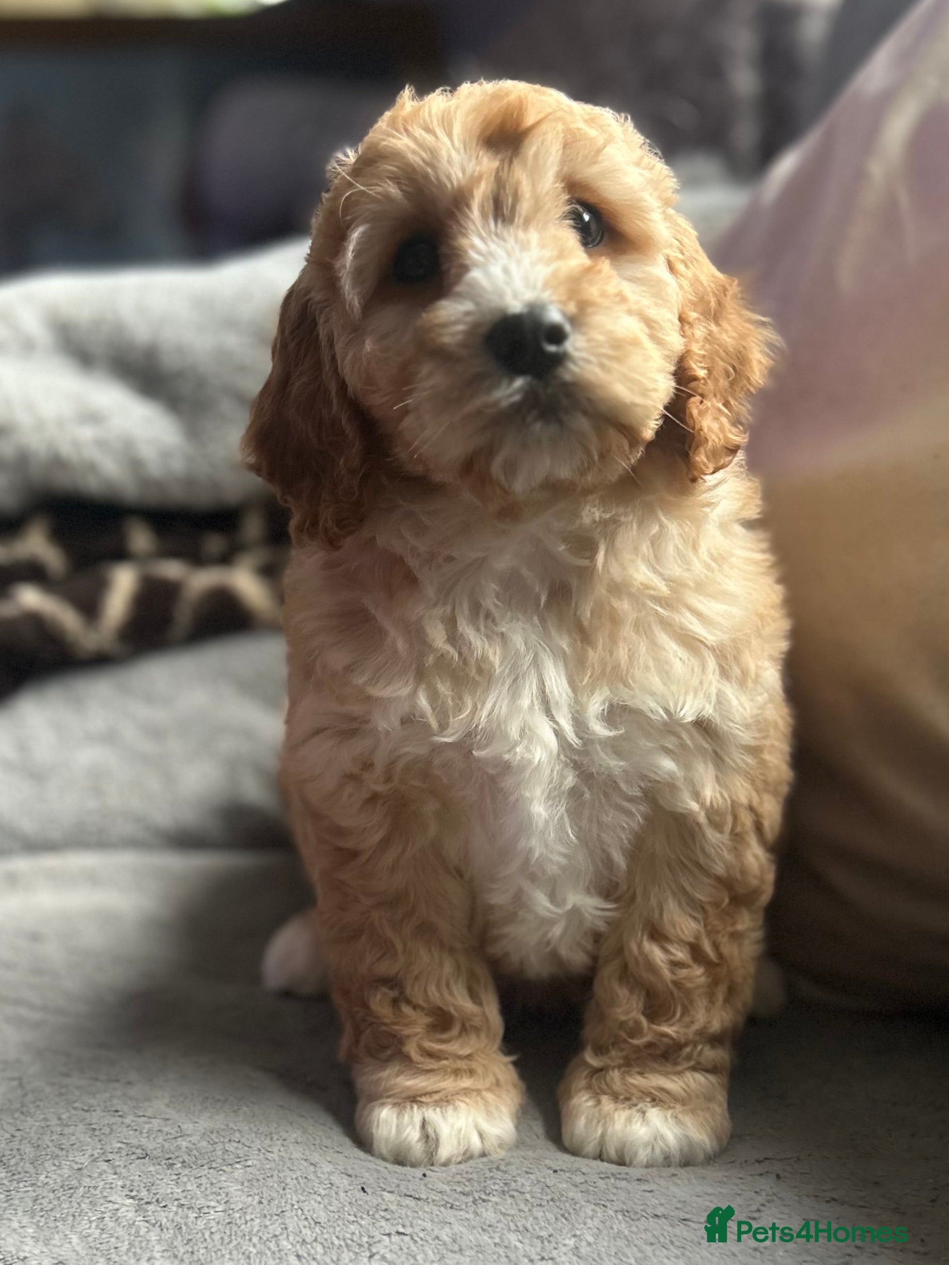 Cockapoo dogs Cockapoo Puppy - Advert 4