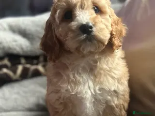 Cockapoo dogs Cockapoo Puppy - Advert 4