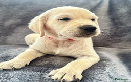 Golden Retriever dogs for sale: KC REGISTERED GOLDEN RETRIEVER PUPS - Image 16