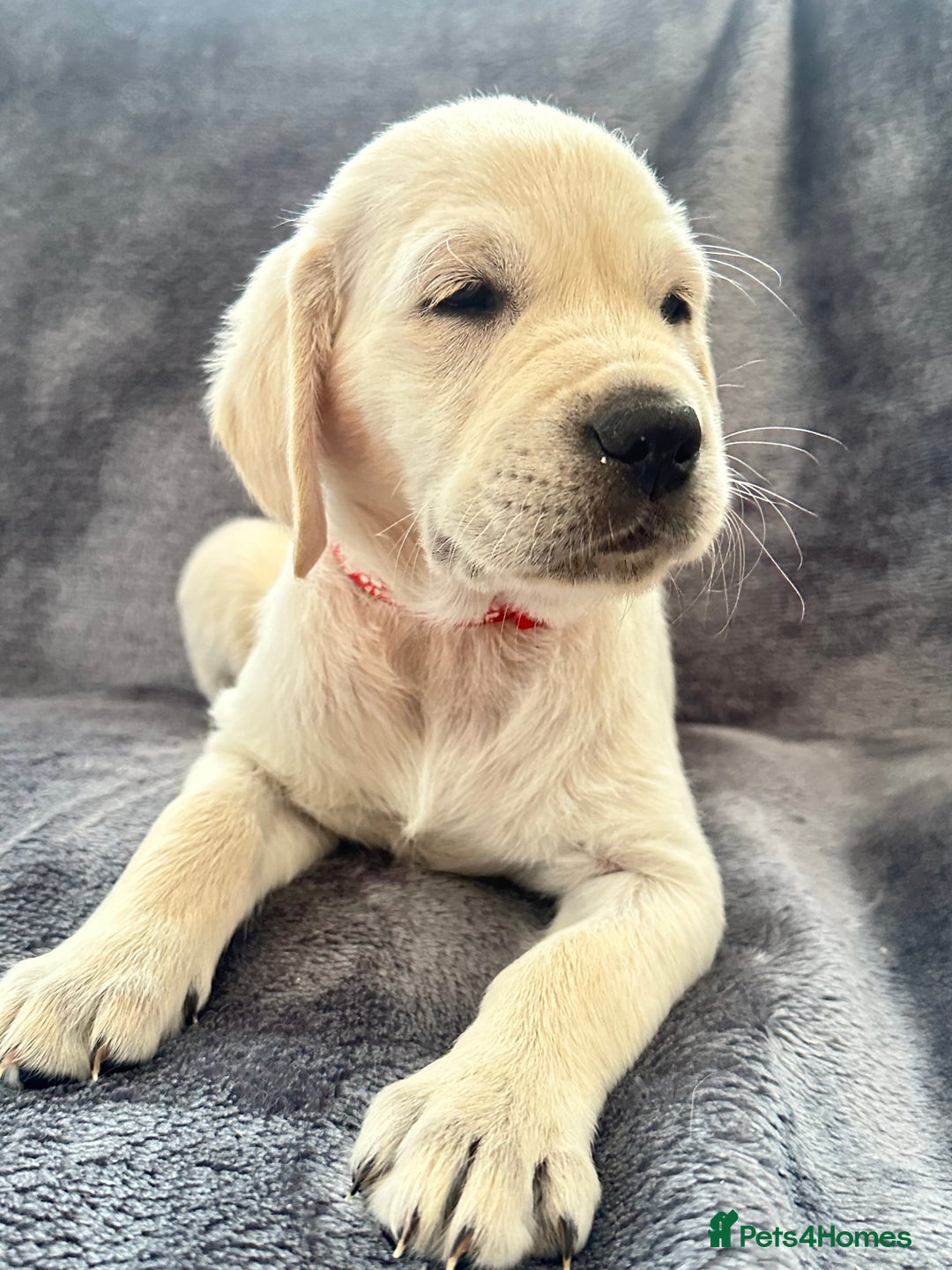 Golden Retriever dogs for sale: KC REGISTERED GOLDEN RETRIEVER PUPS - Image 16