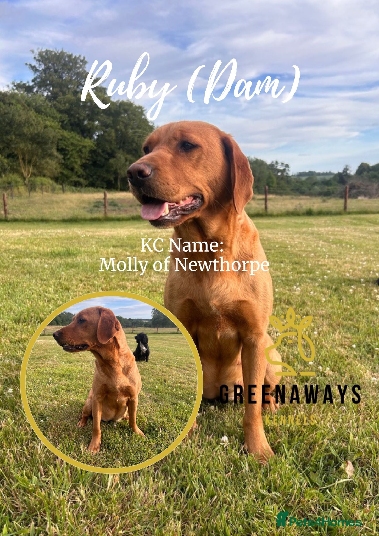 Labrador Retriever dogs Health-Tested Labrador Pups | 5-Star Breeder - Advert 2