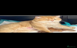 British Shorthair cats for sale: Beautiful Chocolate Golden BSH Kitten - Image 3