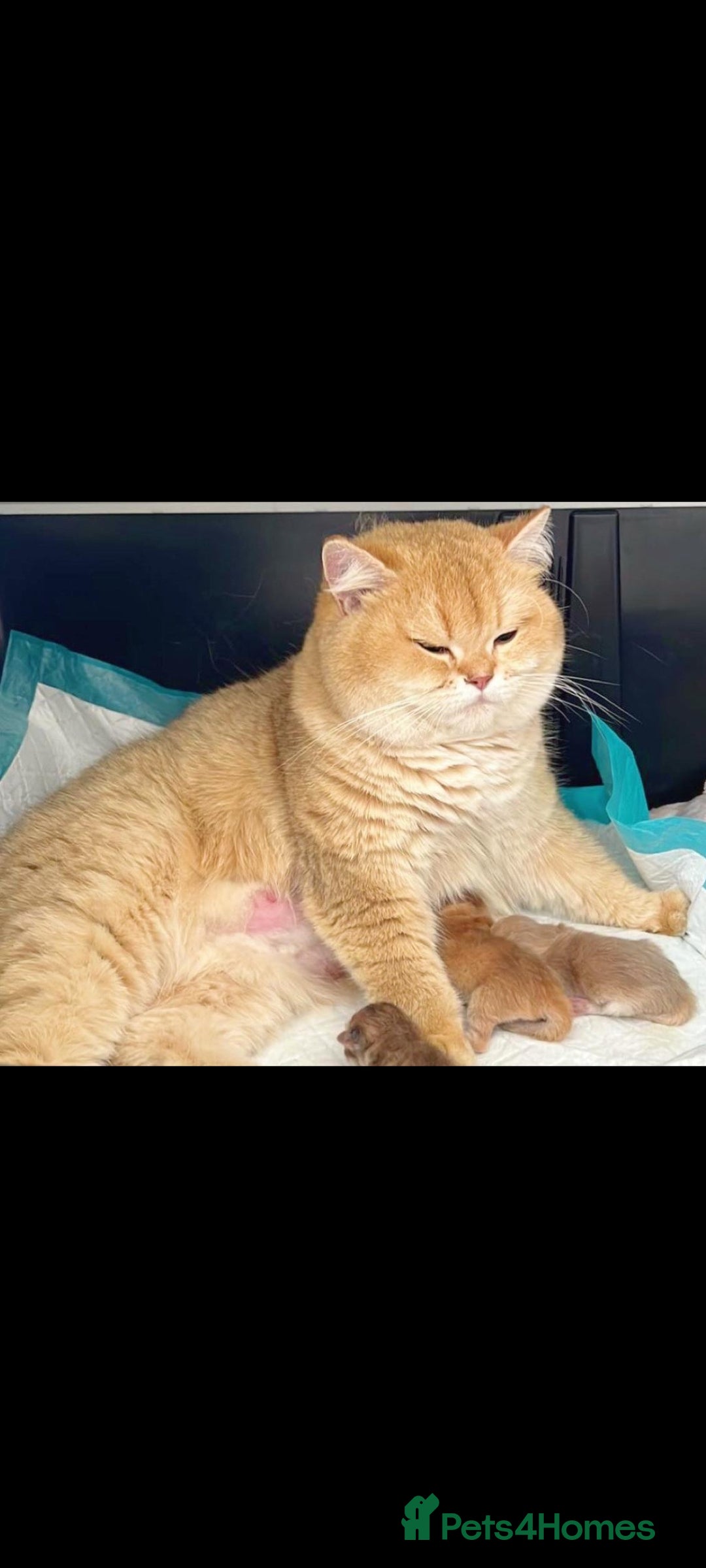 British Shorthair cats for sale: Beautiful Chocolate Golden BSH Kitten - Image 3