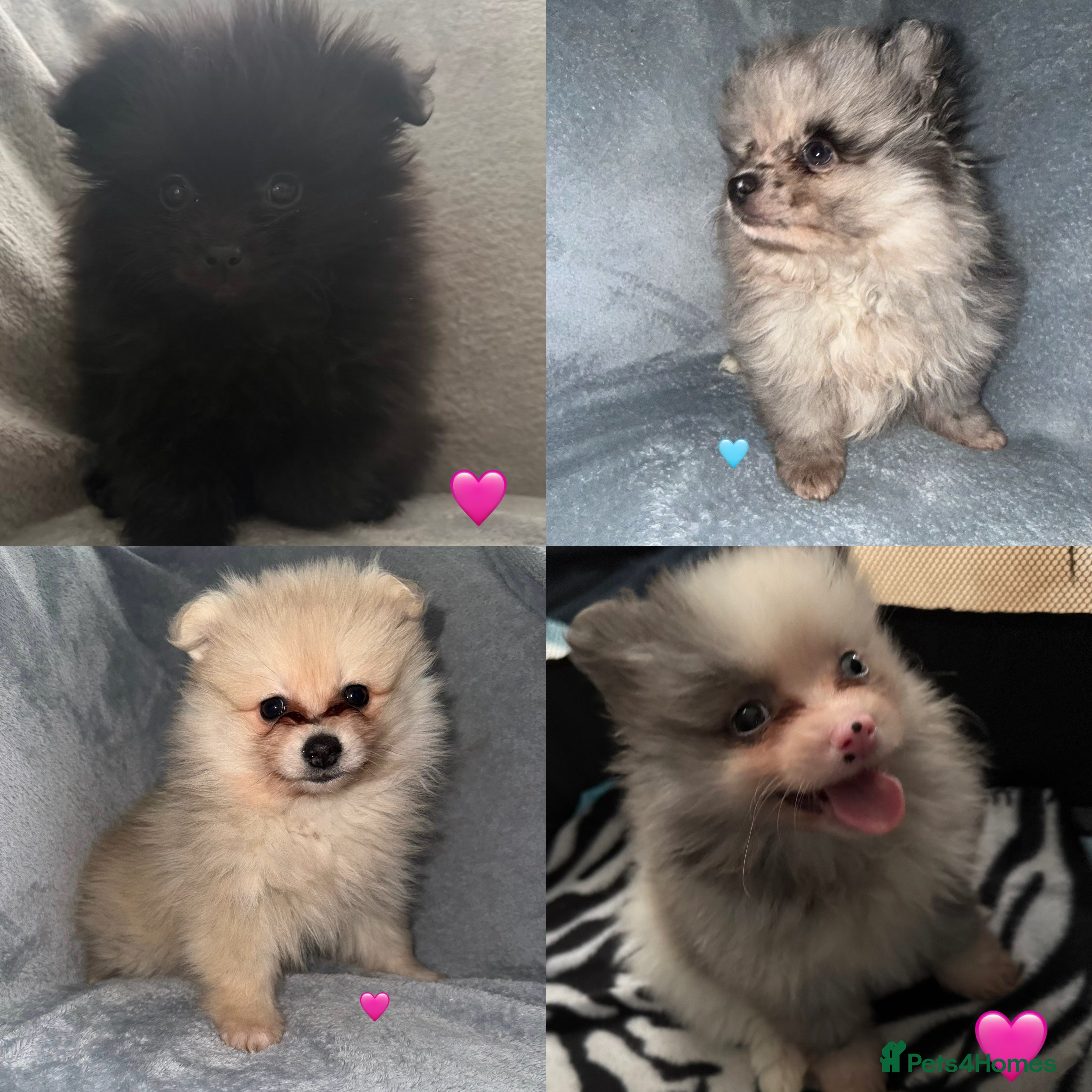Pomeranian dogs Stunning Pomeranian Puppy’s 🫶🏽 - Advert 1