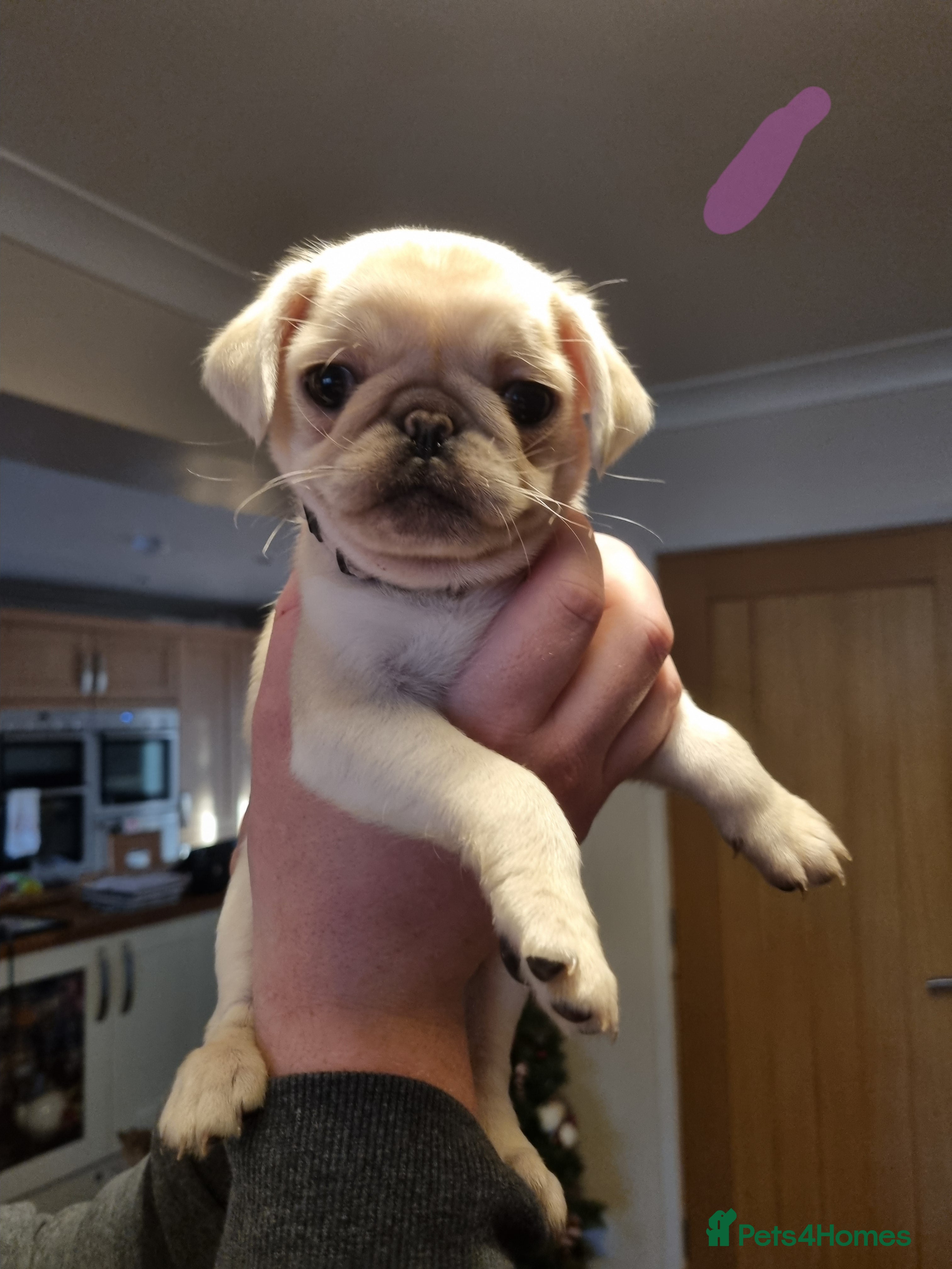Pug dogs Pug puppies looking for furever homes - Advert 14