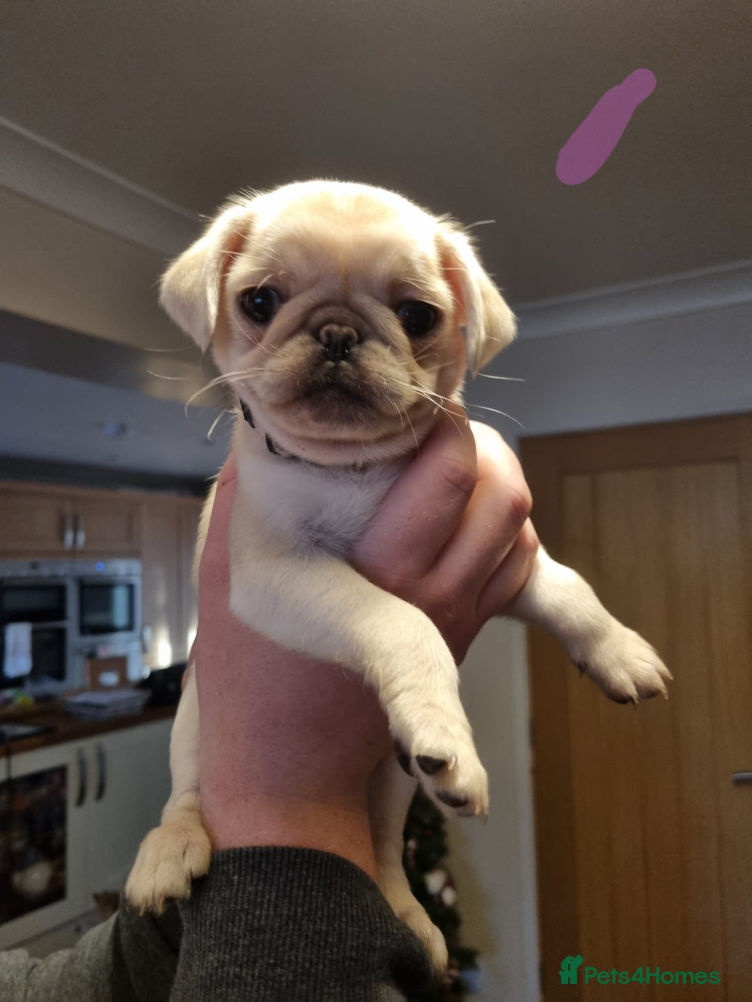 Pug dogs for sale: Pug puppies looking for furever homes - Advert 1