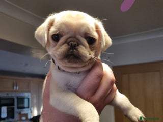 Pug dogs Pug puppies looking for furever homes - Advert 5