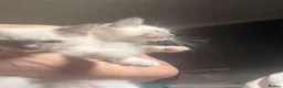 Ragdoll cats for sale: Blue pointed Ragdoll kittens ready now - Advert 17