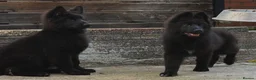 German Shepherd dogs for sale: KC Registered LONG HAIR GERMAN SHEPHERD PUPPIES - Advert 7
