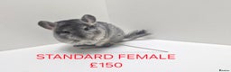 Chinchilla rodents for sale: STUNNING BABIES CHINCHILLA MIX COLOURS AND GENDER  - Advert 3