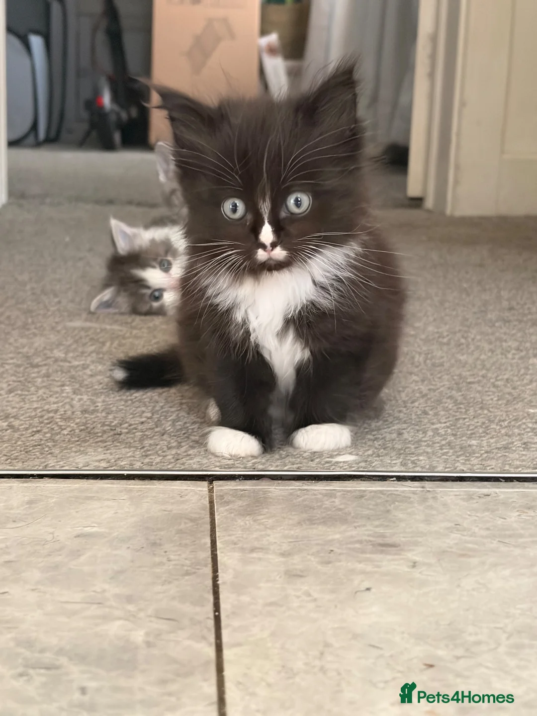 Mixed Breed cats for sale: Ragdoll X 2 females ready for loving homes in Batley - Advert 3
