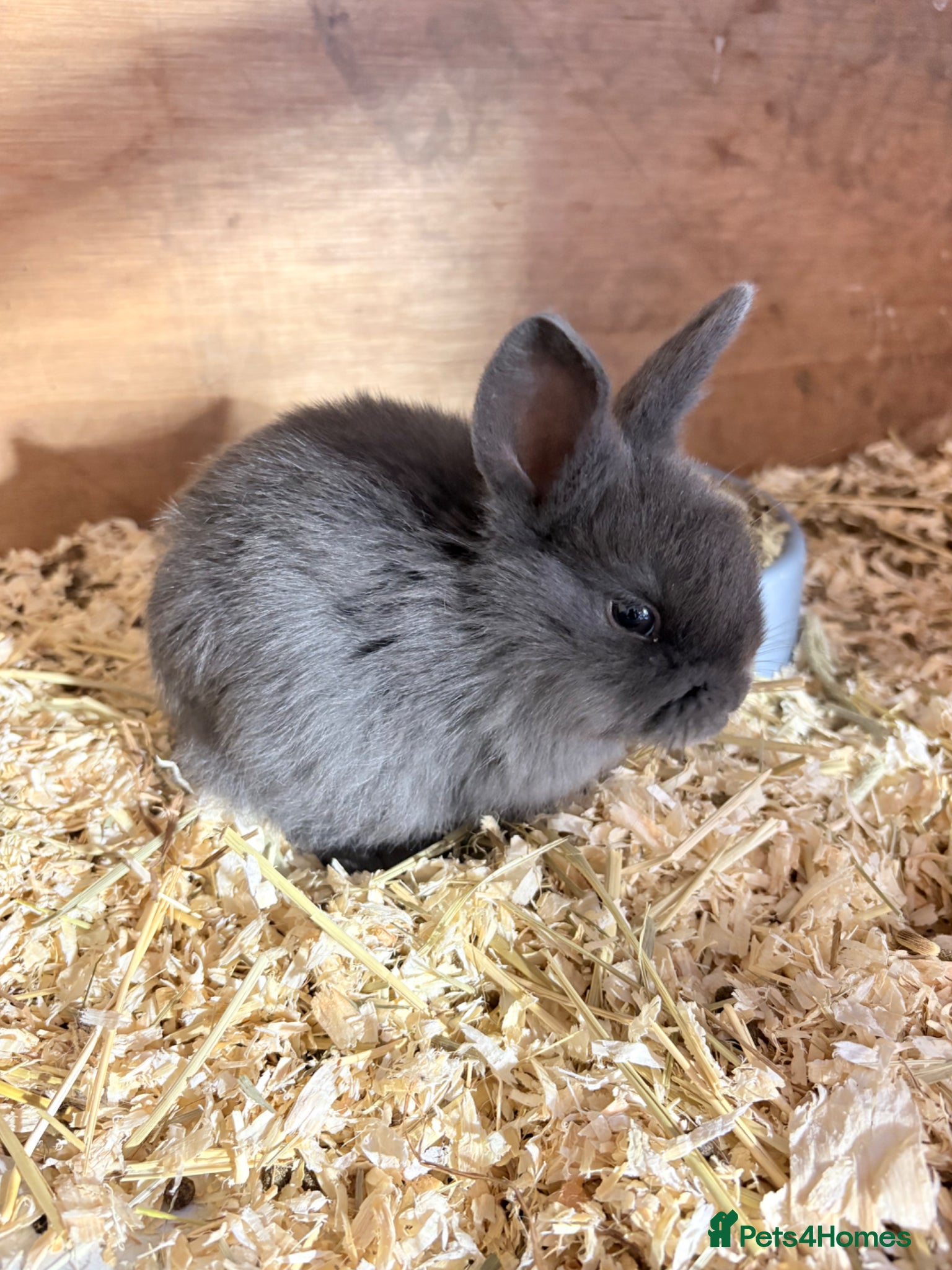Mini Lop rabbits Mini lop baby rabbits  - Advert 2