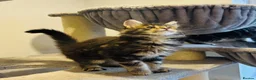 Maine Coon cats for sale: Beautiful chunky Maine Coon Kittens   - Advert 10