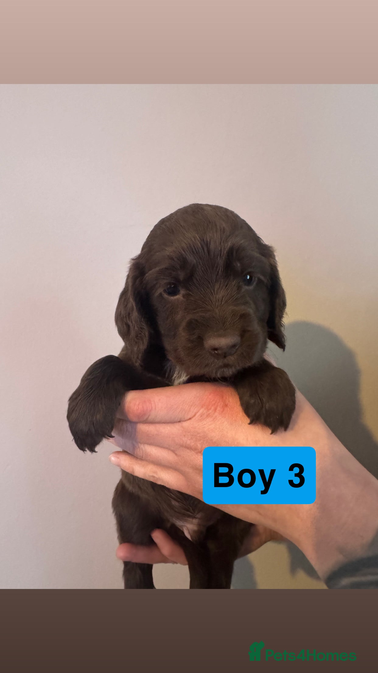 Cocker Spaniel dogs READY to LEAVE 26th April,4 Working Cocker Spaniel - Advert 2