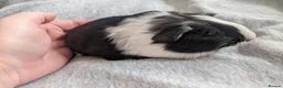 Guinea Pig rodents for sale: Guinea pigs boars and sows available  - Advert 18