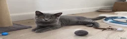 British Shorthair cats for sale: Gorgeous British Shorthair Kittens - Advert 8