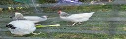 Hens poultry for sale: Sussex-frizzle quad 3 hens&cockerel - Advert 1