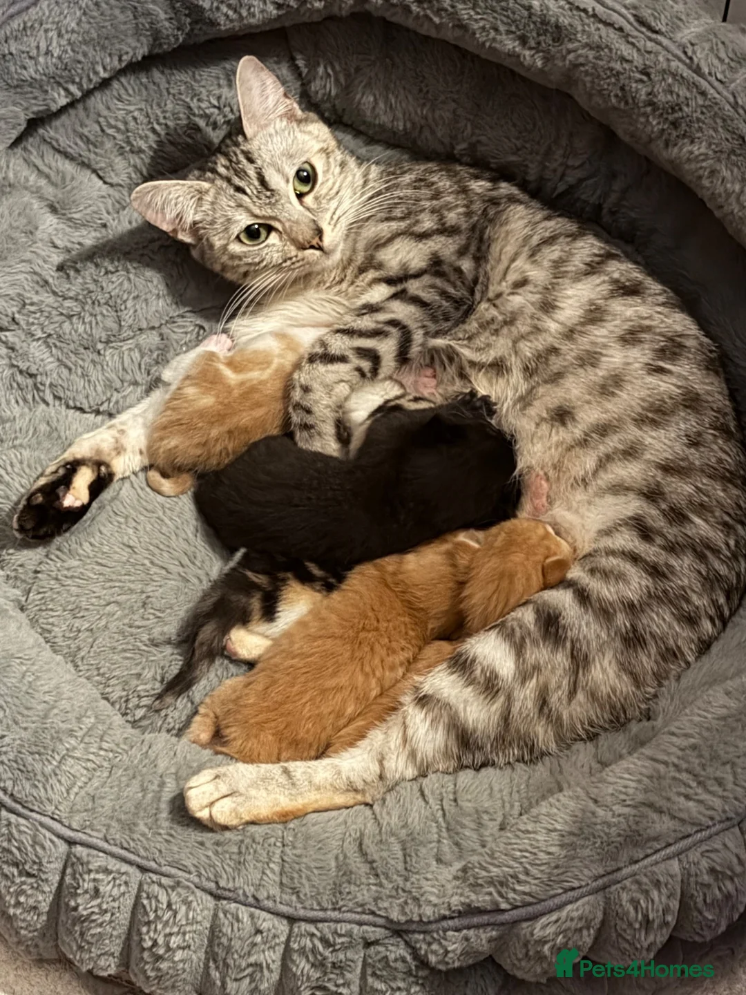 Bengal cats for sale: Gorgeous ginger bengal cross boy  in Wadebridge - Advert 7