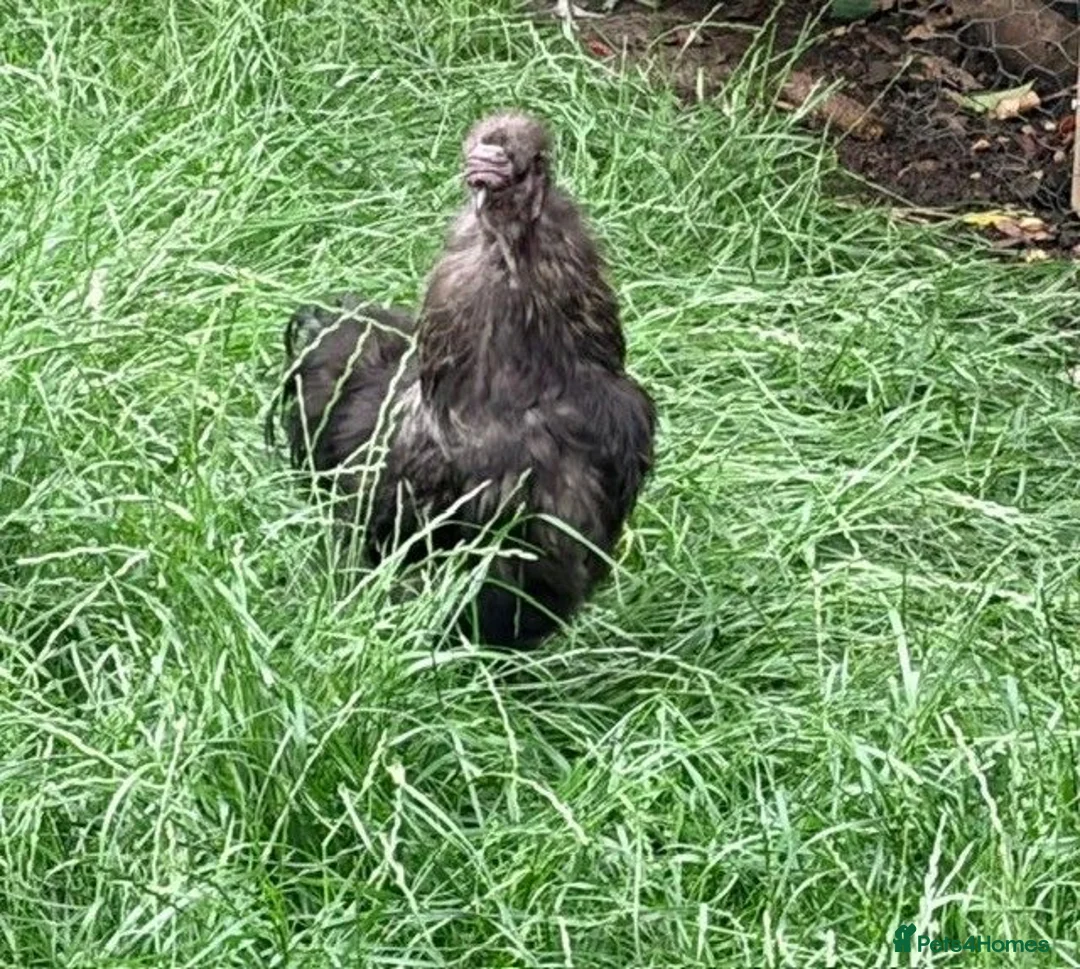 Chickens poultry for sale: Roosters & Hens for Sale in London - Advert 4
