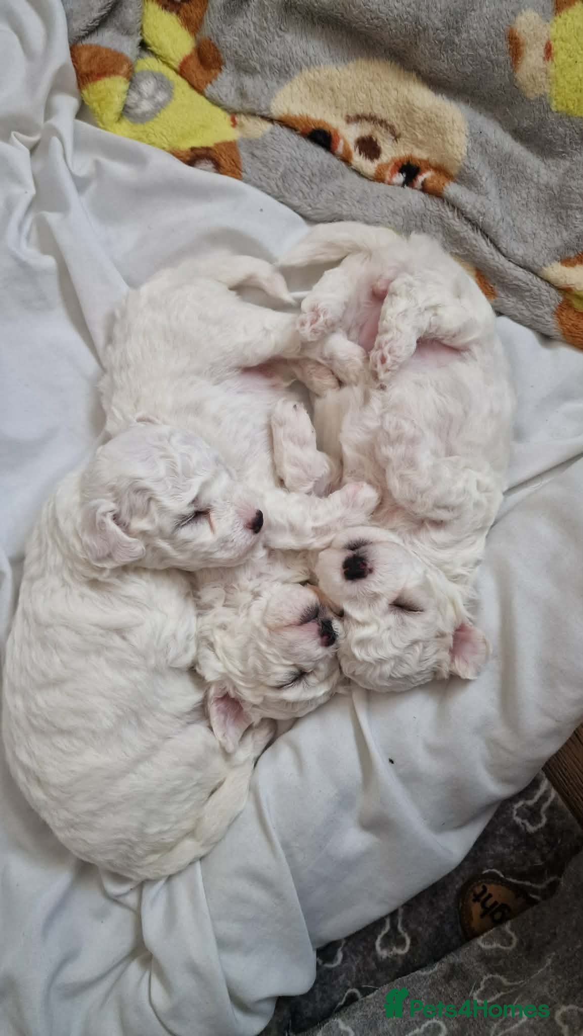 Bichon Frise dogs Bischon free - Advert 2