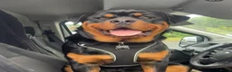 Rottweiler dogs for sale: AMAZING PEDIGREE REGISTERED ROTTWEILER PUPPIES - Advert 9