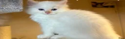 Ragdoll cats for sale: Beautiful ragdolls  - Advert 3