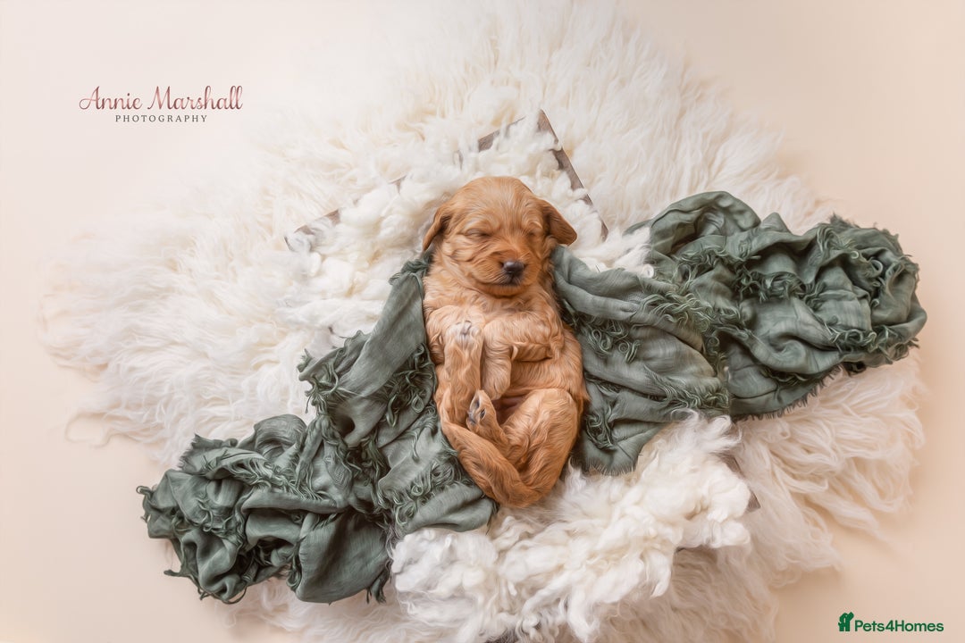 Mini Goldendoodle dogs for sale: F1 Mini's via Licensed Breeder & Police K9 Trainer - Advert 5