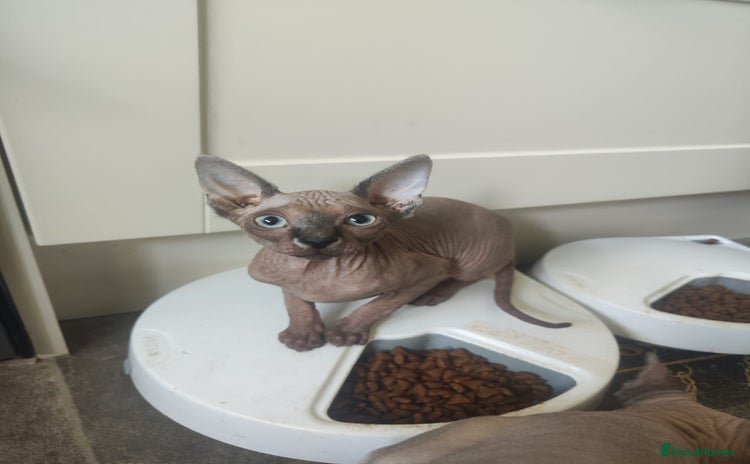 Sphynx cats - Advert 1