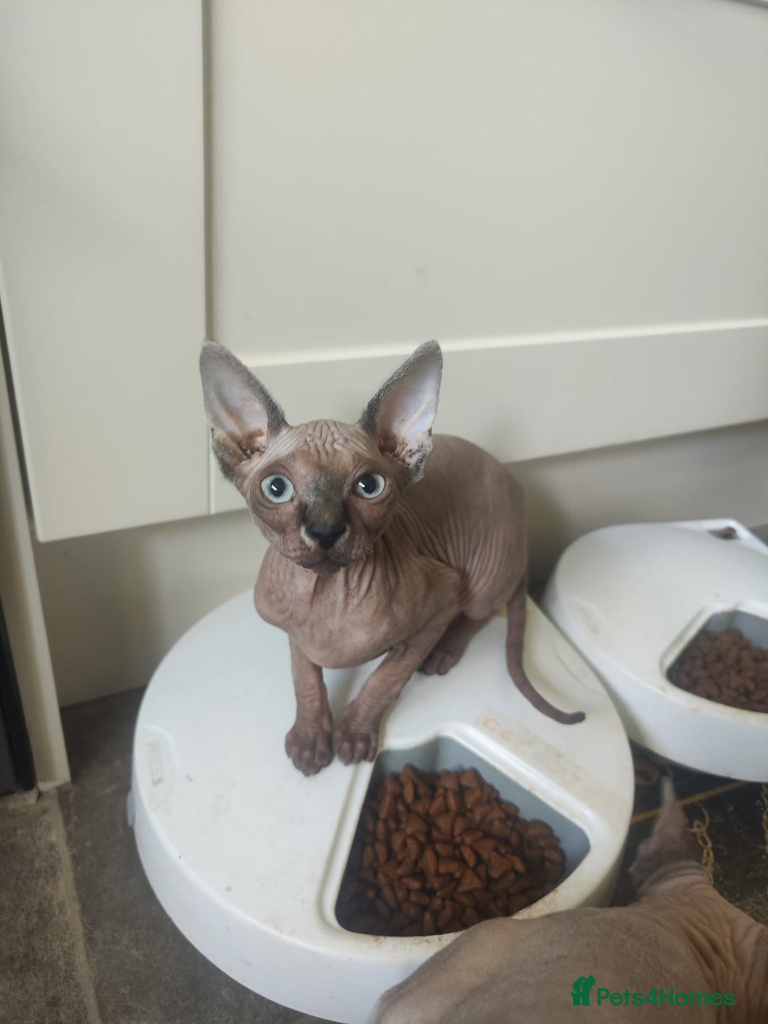 Sphynx cats for sale: Sphinx gils - Image 1