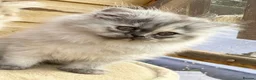 Persian cats for sale: BEAUTIFUL DOLL FACE FULL PERSIAN LONG HAIR KITTEN - Advert 17