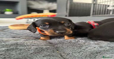 Miniature Dachshund dogs - Advert 7