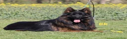 German Shepherd dogs for sale: Top Quality German shepherd Long Hair Puppies 🐾🥰 - Advert 1