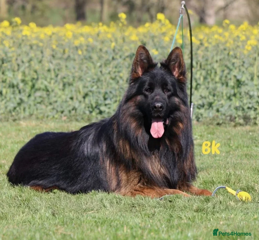 German Shepherd dogs for sale: Top Quality German shepherd Long Hair Puppies 🐾🥰 - Advert 1
