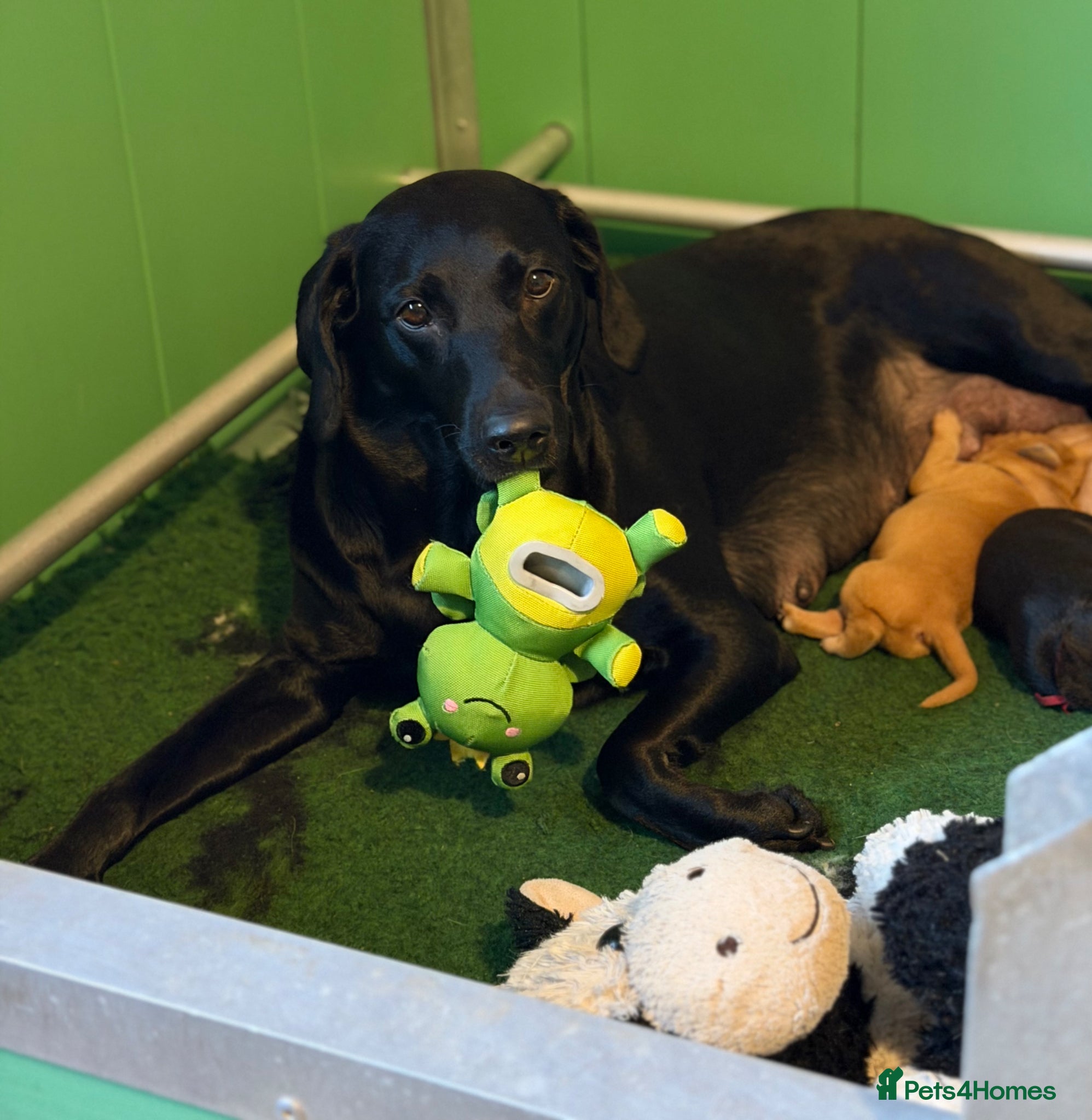 Labrador Retriever dogs Labrador puppies  - Advert 12